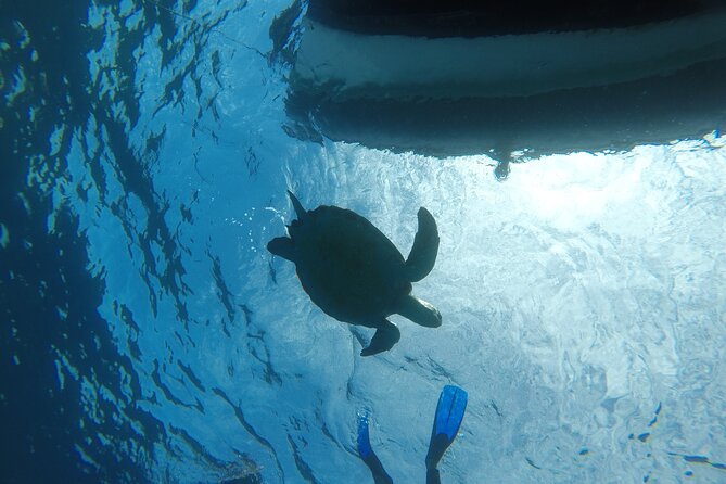 Boat Excursion to visit underwater lava tongues - Paco’s role makes a difference