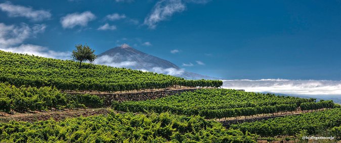 Bodegas Monje Winery Ticket w/Wine Tasting & Mojo Sauce Workshop - What makes Bodegas Monje more than a wine tasting
