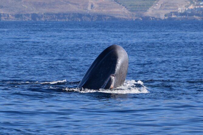 Bonadea II Ecological Whale Watching, 2 hours - Key points at a glance