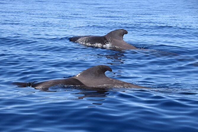 Bonadea II Ecological Whale Watching, 2 hours - A small boat in Tenerife’s protected waters