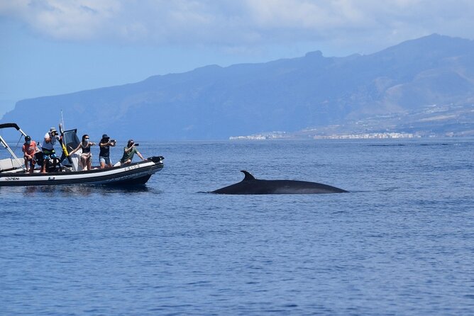 Bonadea II Ecological Whale Watching, 2 hours - Why the quiet approach matters
