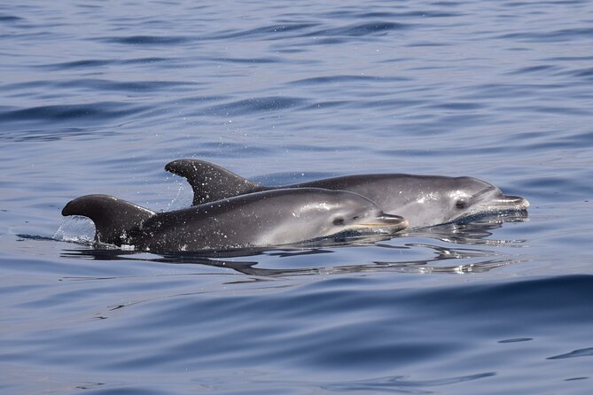 Bonadea II Ecological Whale Watching, 2 hours - The route from Costa Adeje