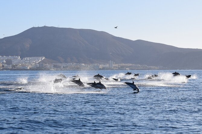 Bonadea II Ecological Whale Watching, 2 hours - Is $78.64 a fair price?