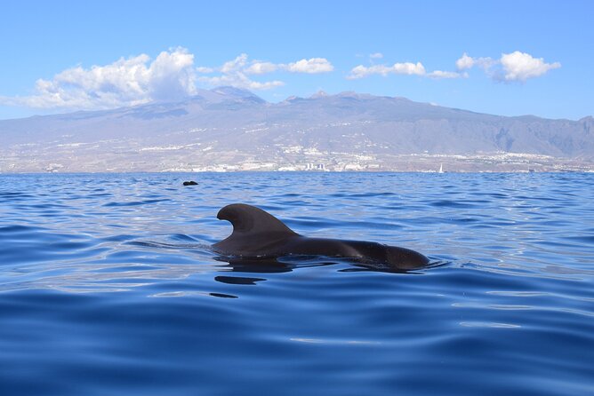 Bonadea II Ecological Whale Watching, 2 hours - Who will enjoy this trip most?
