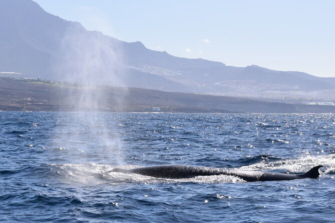 Bonadea II Ecological Whale Watching, 2 hours - Timing, weather, and booking details