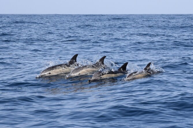 Bonadea II Ecological Whale Watching, 2 hours - What you can see in two hours