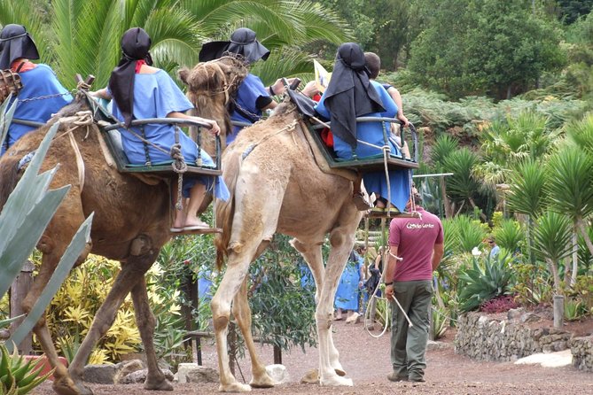 Camel Riding Tour at El Tanque, Tenerife - Key points to know before you go
