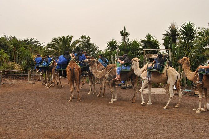 Camel Riding Tour at El Tanque, Tenerife - A camel ride in agricultural El Tanque