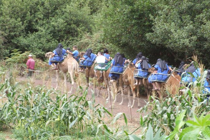 Camel Riding Tour at El Tanque, Tenerife - Cost, value, and the limits of a short ride