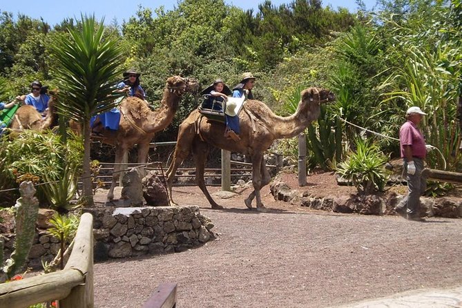 Camel Riding Tour at El Tanque, Tenerife - Is the El Tanque camel ride worth booking?
