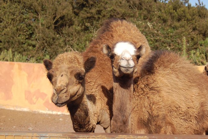Camel Riding Tour at El Tanque, Tenerife - Meeting goats, sheep, donkeys, and ponies