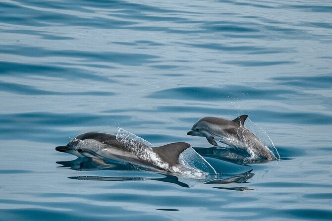 CATAMARAN OCEAN CRUISE TOUR, Food & Drinks included! - Watching pilot whales and dolphins in open water
