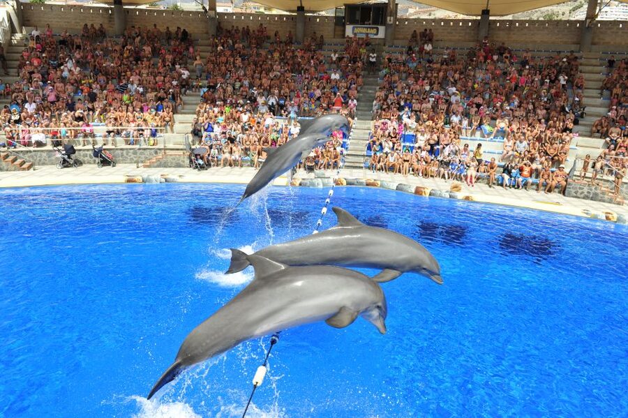 Costa Adeje: Aqualand Water Park Ticket with Dolphin Show - Key points at a glance