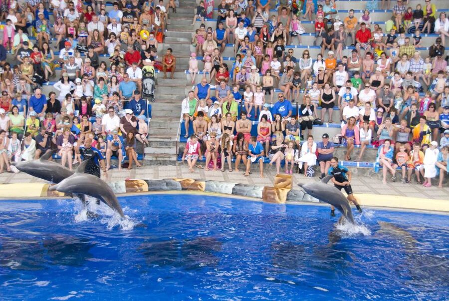 Costa Adeje: Aqualand Water Park Ticket with Dolphin Show - Who should book Aqualand Costa Adeje?