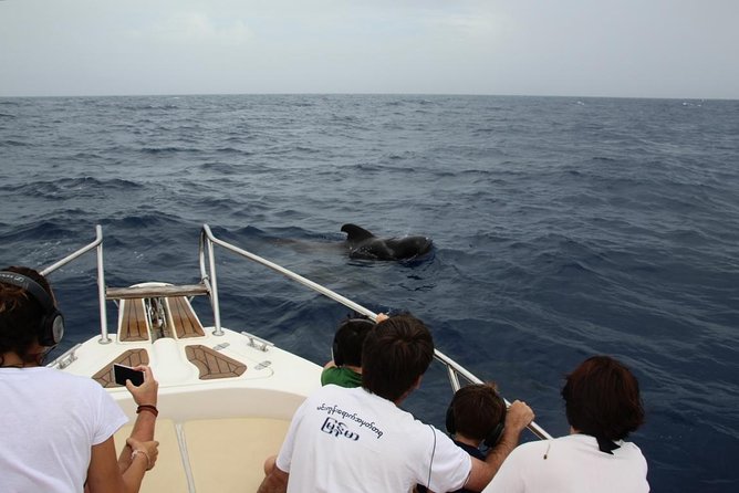 Costa Adeje | Cetacean sighting in Tenerife South - Why this Costa Adeje whale trip feels different