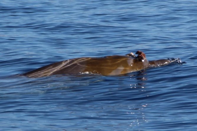 Costa Adeje | Cetacean sighting in Tenerife South - The first lesson: Tenerife’s deep-water coast