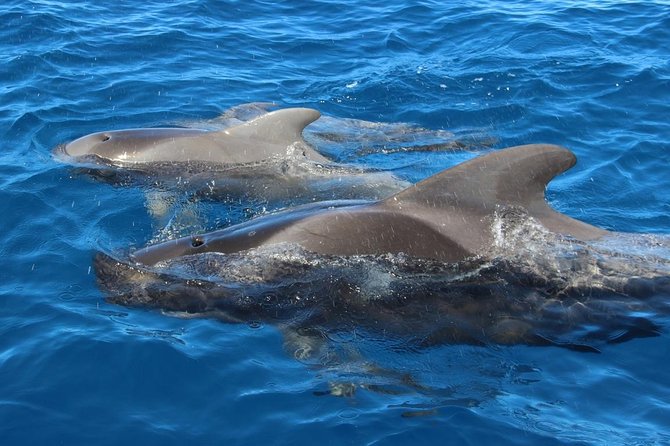 Costa Adeje | Cetacean sighting in Tenerife South - Watching pilot whale families from water level