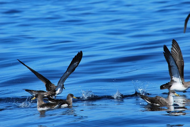 Costa Adeje | Cetacean sighting in Tenerife South - Comfort, clothing, and sea conditions