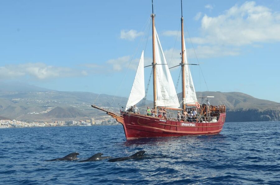 Costa Adeje: Respectful Whale-Watching Sailboat Tour & swim - The swim stop and what to bring