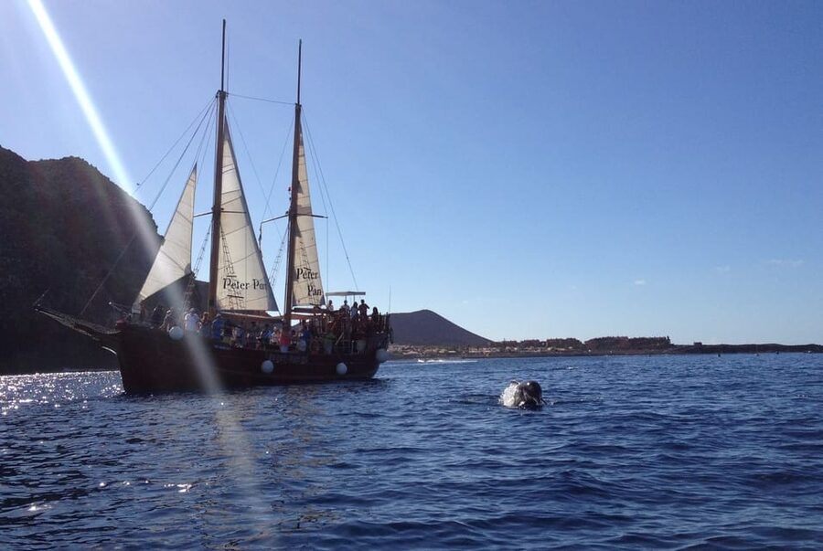 Costa Adeje: Respectful Whale-Watching Sailboat Tour & swim - Who will enjoy the Shogun most
