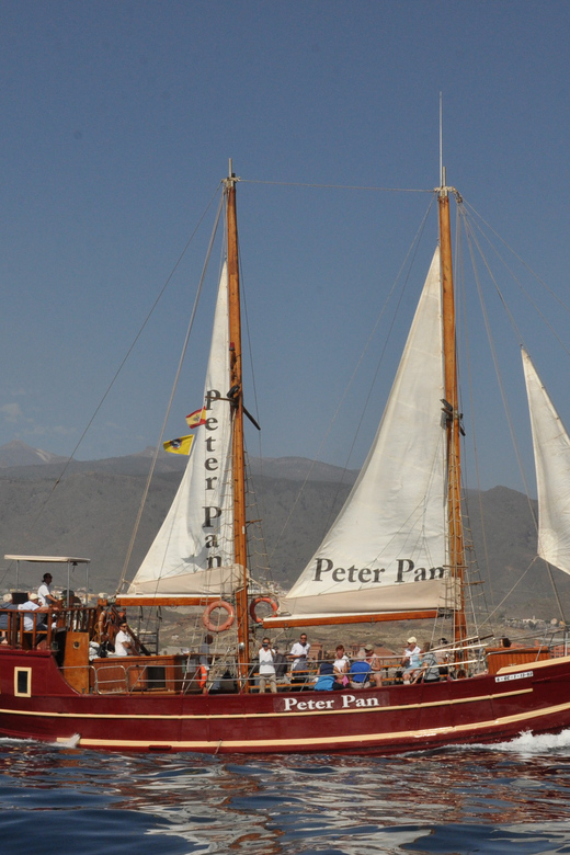 Costa Adeje: Respectful Whale-Watching Sailboat Tour & swim - Practical planning at Puerto Colón