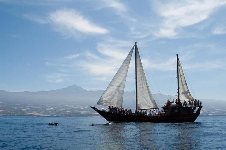 Costa Adeje: Respectful Whale-Watching Sailboat Tour & swim - My call: book it for the boat, not only the whales
