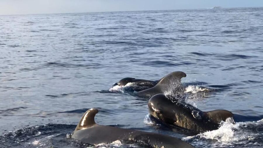Costa Adeje: Whale and Dolphin Cruise with Food and Pickup - Setting out from Puerto Colon on the red Maxicat