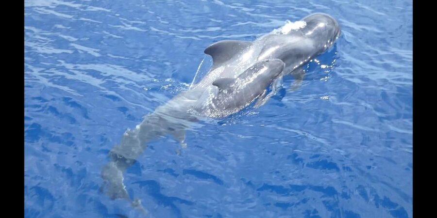 Costa Adeje: Whale and Dolphin Cruise with Food and Pickup - Searching for pilot whales and dolphins