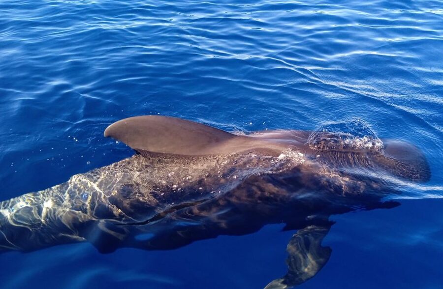 Costa Adeje: Whale and Dolphin-Watching Boat Excursion - What the two-hour itinerary feels like