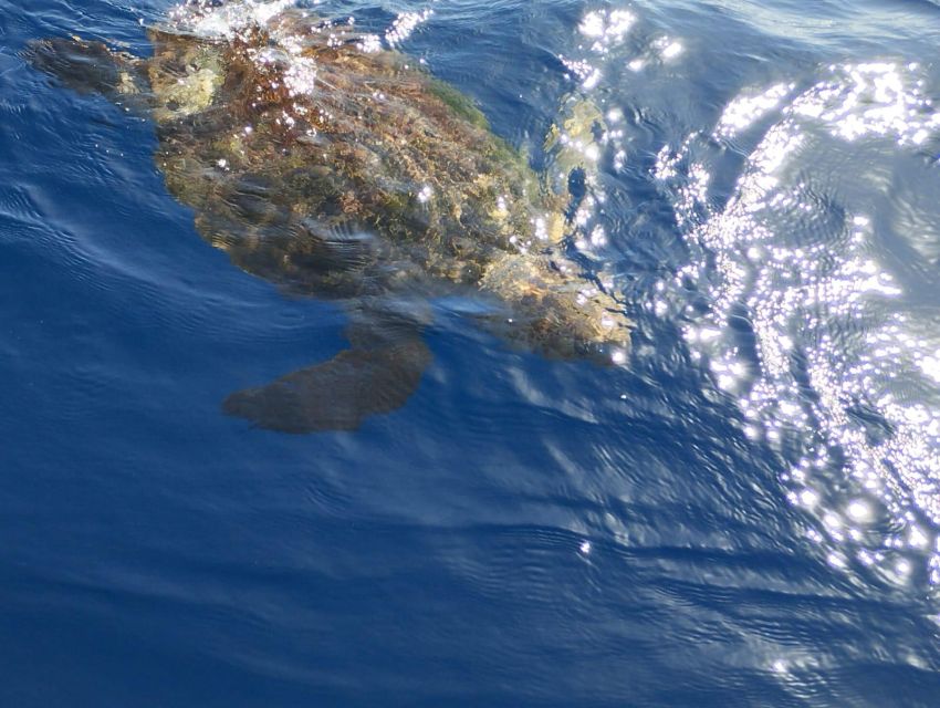Costa Adeje: Whale and Dolphin-Watching Boat Excursion - Who will enjoy this boat trip most