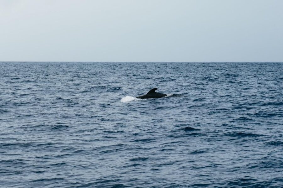 Costa Adeje: Whale & Dolphin Eco-Cruise with Snacks & Drinks - Who will enjoy this cruise most?