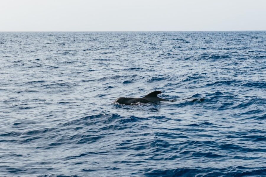 Costa Adeje: Whale & Dolphin Eco-Cruise with Snacks & Drinks - The swimming stop and the Atlantic water