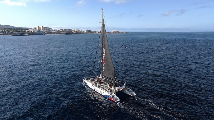 Costa Adeje: Whale & Dolphin Eco-Cruise with Snacks & Drinks - Seasickness, weather, and practical limits
