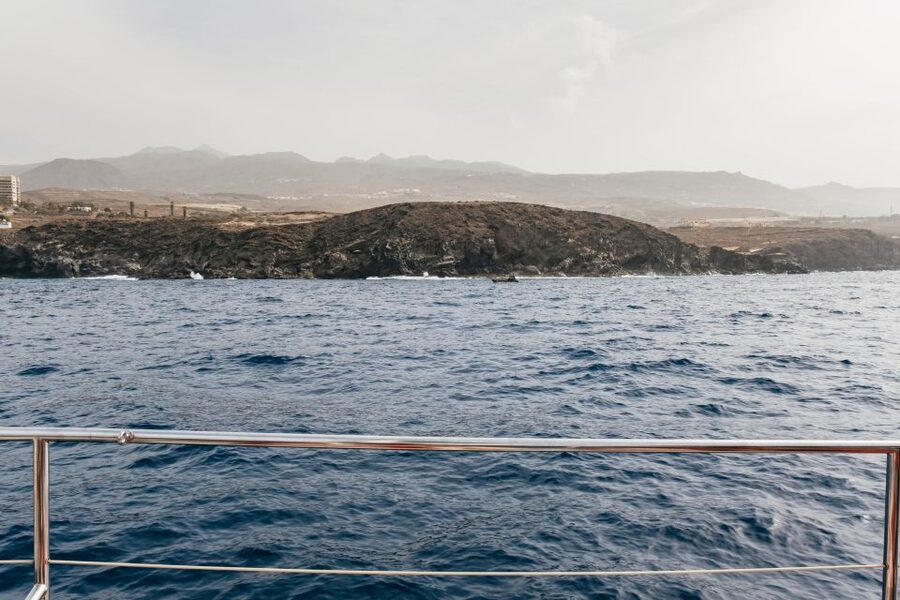 Costa Adeje: Whale & Dolphin Eco-Cruise with Snacks & Drinks - Is $52 good value?