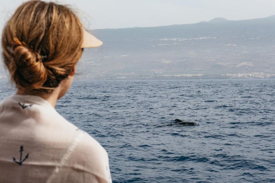 Costa Adeje: Whale & Dolphin Eco-Cruise with Snacks & Drinks - Watching whales and dolphins in the Teno-Rasca zone