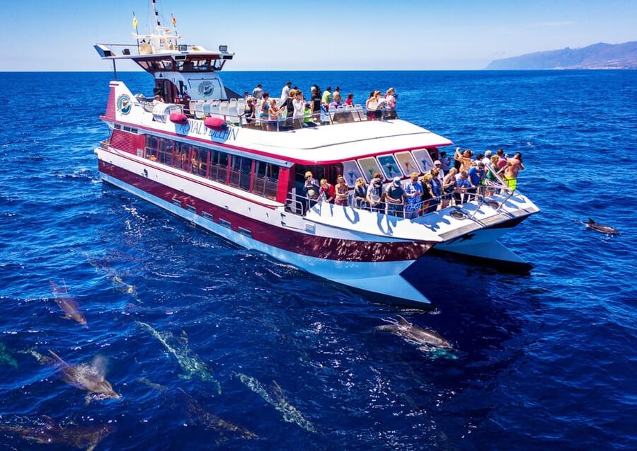 Costa Adeje: Whale & Dolphin Submarine Vision Mini Cruise - What the Two-Hour Route Feels Like