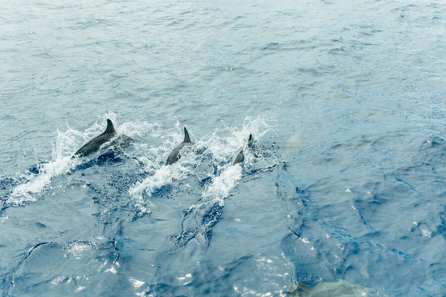 Costa Adeje: Whale & Dolphin Submarine Vision Mini Cruise - Boat Comfort, Drinks, and Practical Details