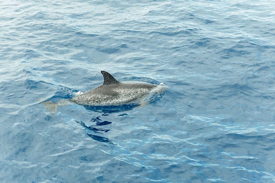 Costa Adeje: Whale & Dolphin Submarine Vision Mini Cruise - Should You Book the Royal Delfin?
