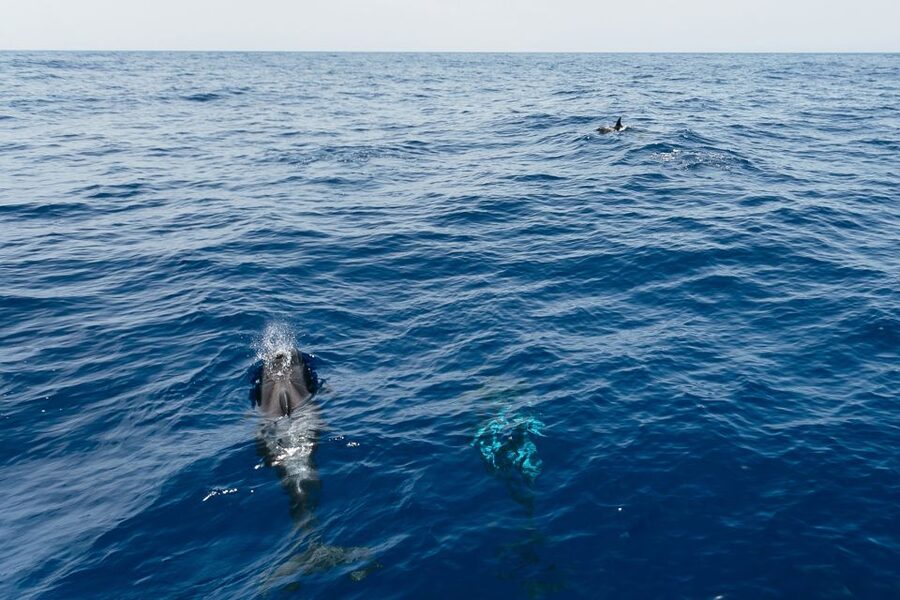 Costa Adeje: Whale Watching Catamaran Tour with Drinks - A two-hour trip focused on wildlife