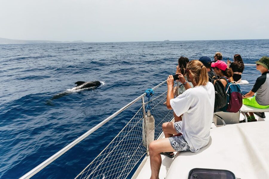 Costa Adeje: Whale Watching Catamaran Tour with Drinks - How to prepare for the open Atlantic