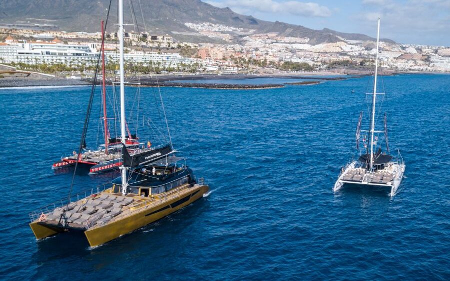 Costa Adeje: Whale Watching Cruise - What you are likely to see offshore