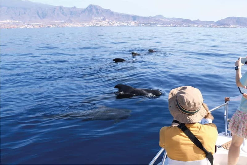 Costa Adeje: Whale Watching Eco Experience with Hydrophone. - Key points before you book