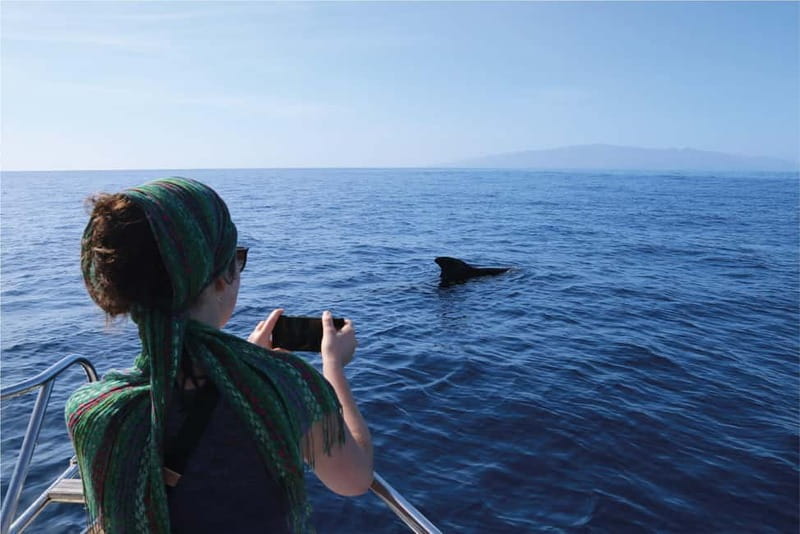 Costa Adeje: Whale Watching Eco Experience with Hydrophone. - The whale and dolphin search