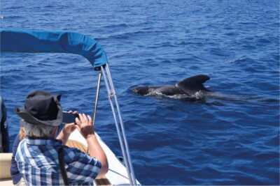 Whale Watching Eco Experience with Hydrophone.
