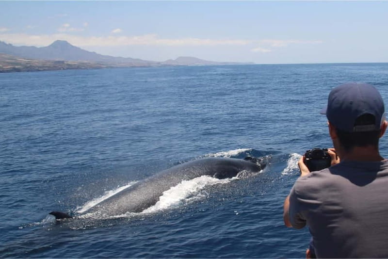 Costa Adeje: Whale Watching Eco Experience with Hydrophone. - The hydrophone: the feature worth choosing this trip for
