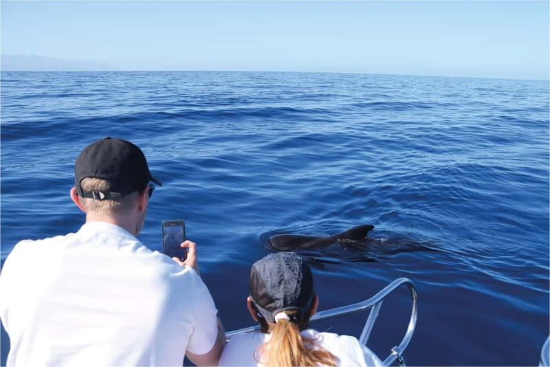 Costa Adeje: Whale Watching Eco Experience with Hydrophone. - Conservation that you can see in practice