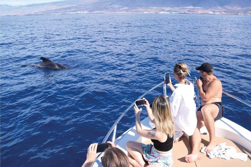 Costa Adeje: Whale Watching Eco Experience with Hydrophone. - What the two-person crew adds