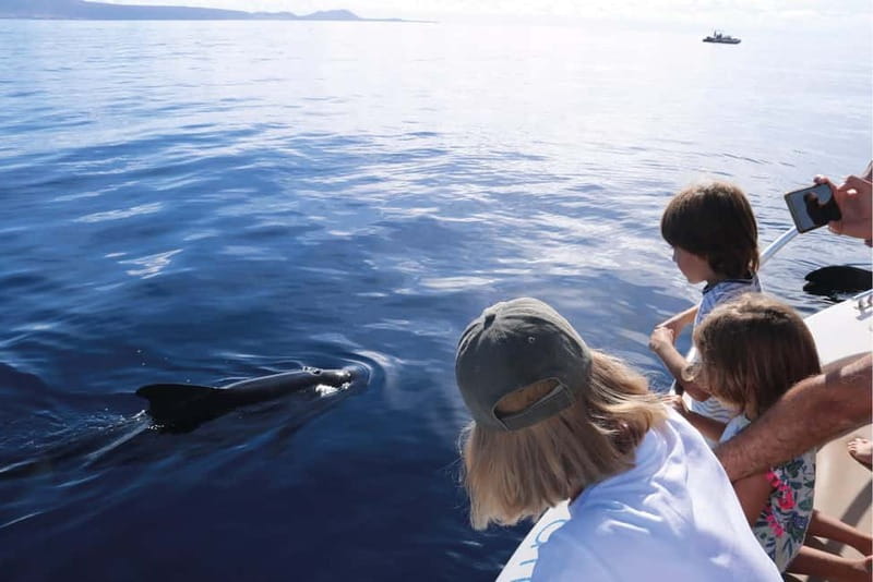 Costa Adeje: Whale Watching Eco Experience with Hydrophone. - Value, group size, and what you are paying for