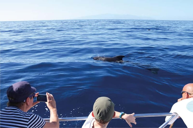 Costa Adeje: Whale Watching Eco Experience with Hydrophone. - What to bring and how to prepare