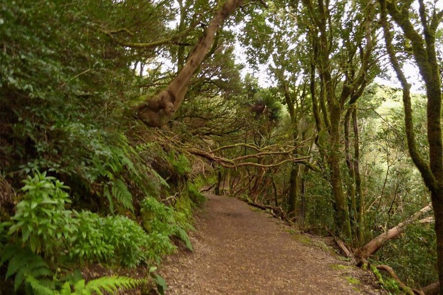 Cruz del Carmen: Hiking in Anaga with Local Food Products - Key points before you book